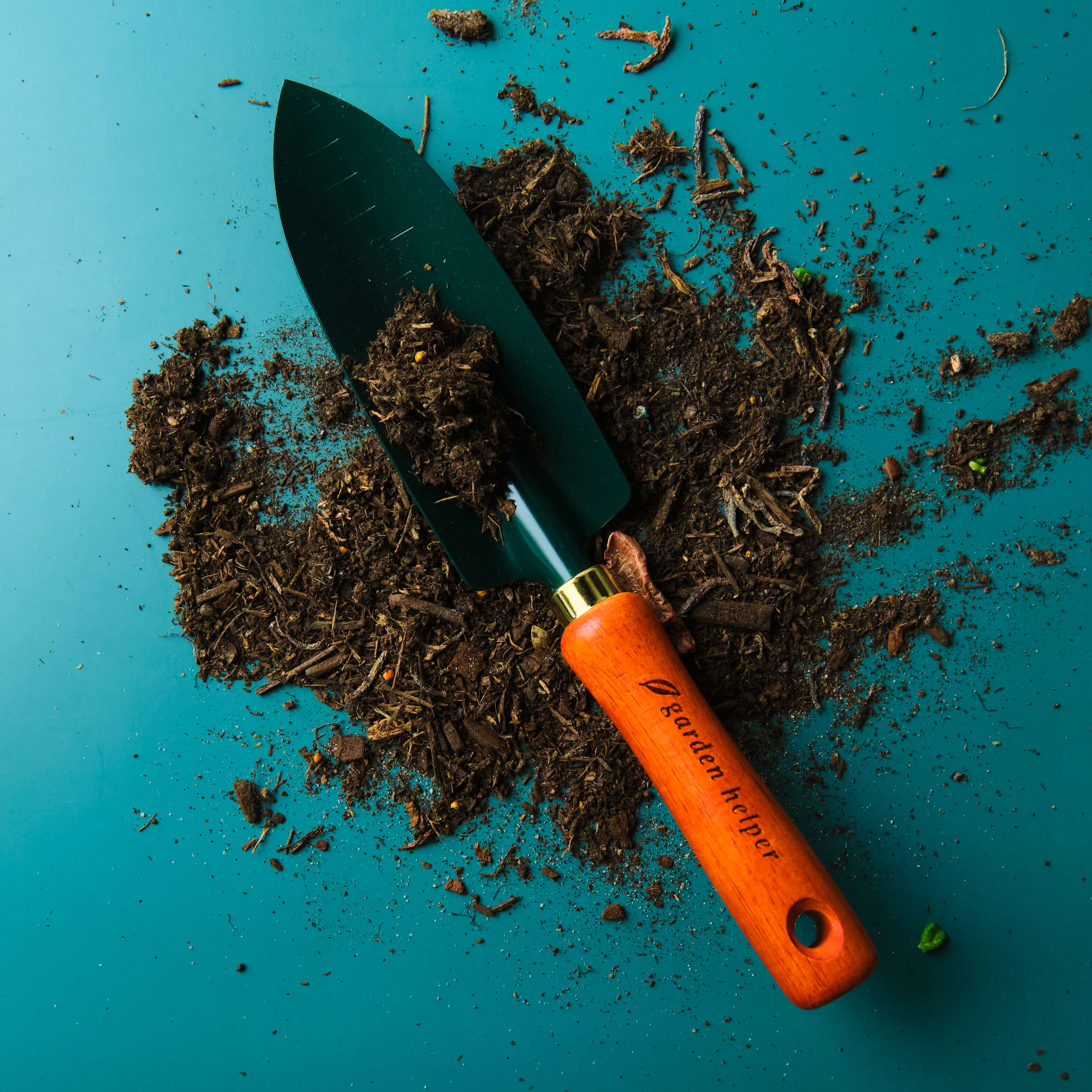 Transplantoir à lame étroite, manche en chêne laqué, couleur verte